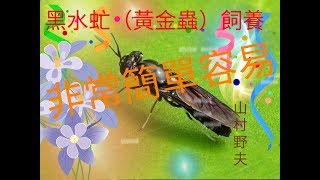 黑水虻黃金蟲飼養 非常簡單容易 推1 171128 [upl. by Reteip970]