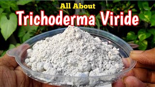 How To Use Trichoderma Viride In Gardening IN HINDI Biofungicide Trichoderma  Mission Gardening [upl. by Columbyne]