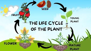 THE LIFE CYCLE OF THE PLANT [upl. by Latsyk]