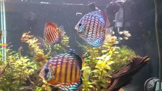 Discus with schools of Cardinal tetras and Lemon tetras [upl. by Ahseikan5]