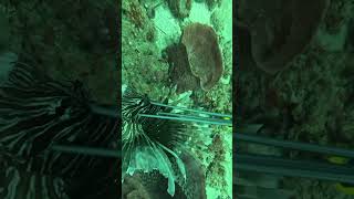 Doing a Lionfish shish kebab with these invasive species [upl. by Xela]