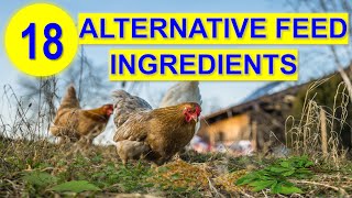 Top 18 Alternative Feed Ingredients for Chickens to Save Cost [upl. by Tressa]