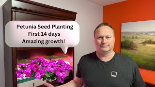 Revealed How to Grow Petunias in Record Time [upl. by Mannes]