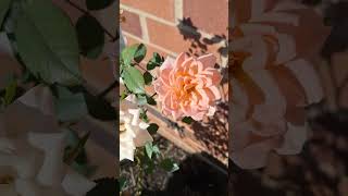 Rose Bush roses flowers rosebush plants garden breeze windy whiteroses gardenroses love [upl. by Katushka125]