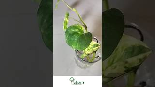 Unique ideas of growing money plantgolden pothos in glass shorts moneyplant pothos decoration [upl. by Atnovart]