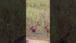 Kangaroos Natures Boxing Champions 🦘  Fascinating Wildlife Facts shorts [upl. by Mcgrody710]