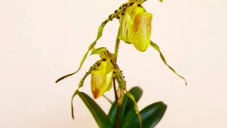 Paphiopedilum praestan in bloom in HD [upl. by Natfa]