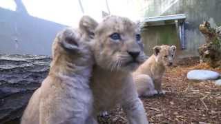 Cubs venture out [upl. by Phaedra]