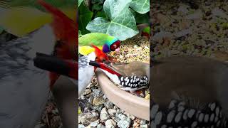 Diamond firetail finch bird aviary [upl. by Nitsirhc]