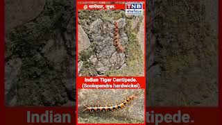 The Indian Tiger Centipede Scolopendra hardwickei  नाणेघाट जुन्नर [upl. by Ahsiem]