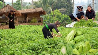 Chayote Harvest Go market sell amp Cooking  Days of farm life Gardening Farming Cooking [upl. by Daffi]