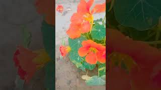 Nasturtium flower shortvideo [upl. by Seleta]