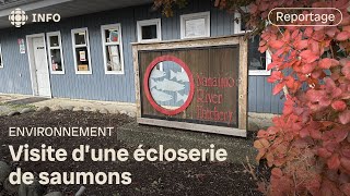 Le cycle de vie des saumons expliqué en français [upl. by Nored]