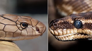 King Cobra vs Python  Perbandingan dan Pertarungan [upl. by Neret]