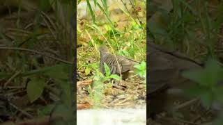 A pair of turtle doves crawling in the grass turtledove wilddoves wildlife [upl. by Ailedua378]