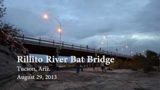 Rillito River Bat Bridge [upl. by Notled]