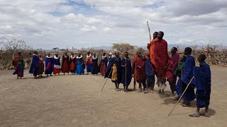 Maasai village in Ngorongoro area  cultural visit [upl. by Nehepts]