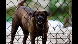 CANI CHE ABBAIANO Cani arrabbiati  Veri cani da guardia  Cane arrabbiato furioso cane cani [upl. by Eveneg]