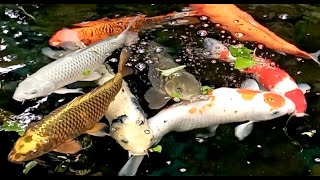 IKAN KOI FISH Hias Warna Warni Japan  WATER Sounds Relaxing HD [upl. by Ahsieket828]