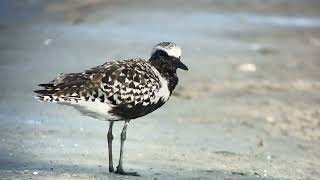 Pluvier argenté Grey Plover pluvialis squatarola Marco Island Floride avril 2024 [upl. by Enyrb]