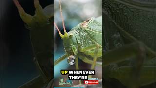 👀 Katydid Defense 🤮 bugfact katydid leafbug funfact factsforkids youtubeforkids educational [upl. by Sapowith]