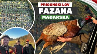 Prigonski lov na Fazana  Madjarska 2023Driven Pheasant Hunt 2023  Hungary EP227  TRAILER [upl. by Dranreb158]