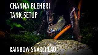 CHANNA BLEHERI  RAINBOW SNAKEHEAD  DWARF SNAKEHEAD FIRST TANK SETUP FOR CHANNA [upl. by Klinger]