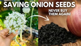 Save Onion Seeds so you NEVER Have to Buy Them Again [upl. by Eitteb]