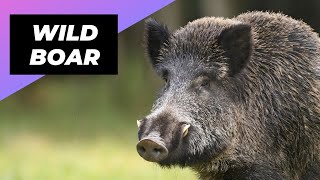 Wild Boar 🐗 The Ferocious Beast Of The Forest [upl. by Kcirredal]