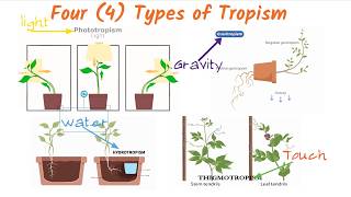 4 Types of TROPISM Made Easy [upl. by Ataner]