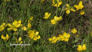 Wild flowers Ranunculus acris  buttercup meadow buttercup common buttercup and giant buttercup [upl. by Ahsir592]