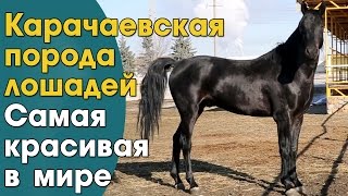 Карачаевские лошади пожалуй самые красивые лошади в миреКарачаевская порода лошадейООО Карплемхоз [upl. by Timmy]