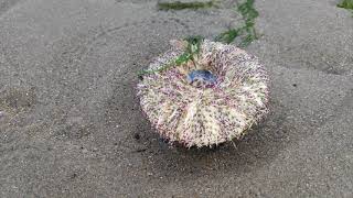 Intertidal zone at Changi beach [upl. by Long]