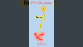 Sinapsis  Sinapsis neuronal  Sinapsis fisiología  Sinapsis neuroglandular [upl. by Ursel]