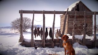 Pheasant Hunting With a Vizsla [upl. by Litton]