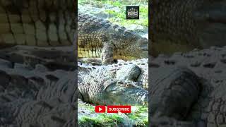 Wild Life Crocodiles Through the Cameras Eyes shorts crocodile crocodiles crocodileattack [upl. by Nellie575]