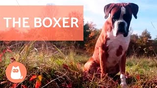 The BOXER Dog  Traits and Training [upl. by Ardnnaed475]