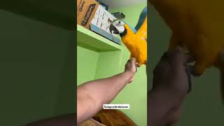 Macaw parrot viralvideo parrot short [upl. by Enyaw10]