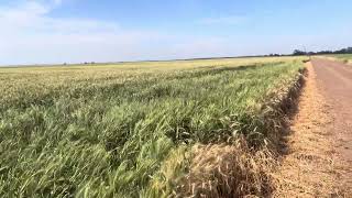 Ep08 BChauhan Phalaris paradoxa infestation in wheat [upl. by Friedland]