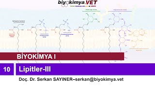 BİYOKİMYAI  Konu 10 LipitlerIII [upl. by Ainirtak223]