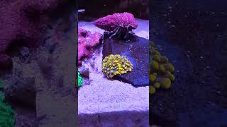 coral beauties coral love aquarium life reefkeeping hermitcrab saltwater rhodactis ricordea [upl. by Timi]