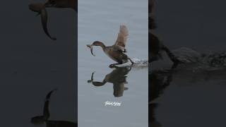 Piedbilled Grebe running on water to get away from another grebe who is after its catch birds [upl. by Inavoj]