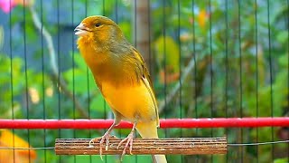 Latest Amazing Canary Tweet 2024 Listen to Canary Marriage Youth Training 242 [upl. by Giustino]