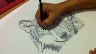 How I draw a TIMBER WOLF using Prismacolor colored pencils [upl. by Luhem505]