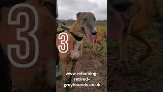 Here are 5 new Greyhounds who are looking for their forever home greyhounds [upl. by Ireland657]