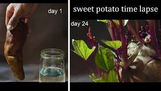 growing sweet potato time lapse 40 days in 90 seconds [upl. by Ylerebmik584]