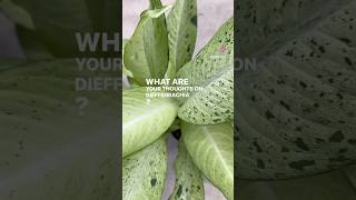 Dieffenbachia Yours Thoughts on This Houseplant plants [upl. by Aitsirk]