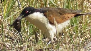 Senegal Coucal with prey Centropus senegalensis [upl. by Ahseeyt721]