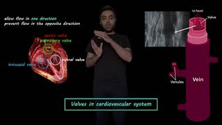 0D modeling of valves in the cardiovascular system [upl. by Nuahs]