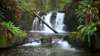 The Forest Waterfall HD  The Calming Sound of Water [upl. by Atiuqihs]